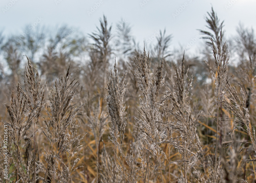 Fototapeta premium Panicle dry reed against the sky