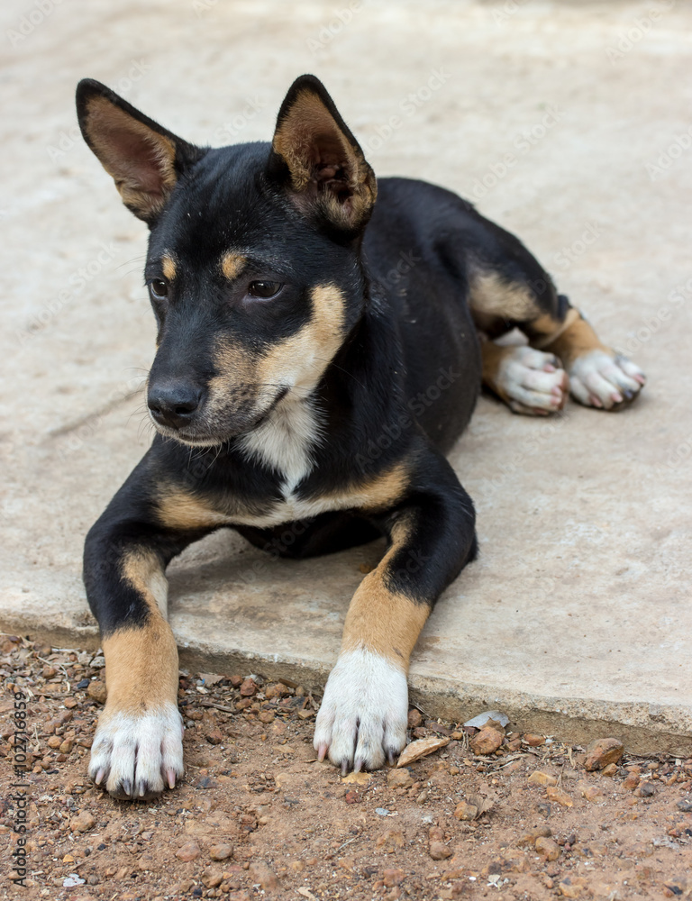 Black puppy sitting