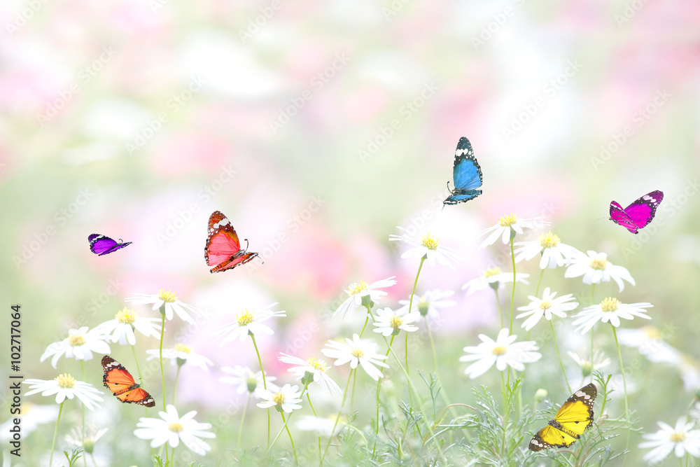 花畑に舞う蝶の群れ Stock Photo | Adobe Stock