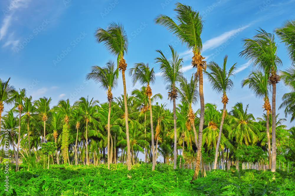  Coconut tree with fruits-coconuts,on a tropical island in the M