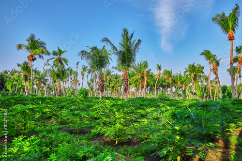 Young seedlings papayas,on a tropical island in the Maldives, mi