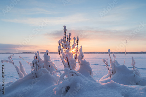 Sun rising at a frozen and snowy lake behind snowy plants in Finland in the winter.