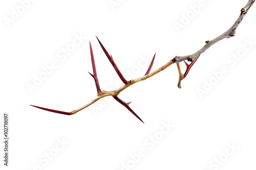 a lot of acacia branches with thorns isolated on white backgroun