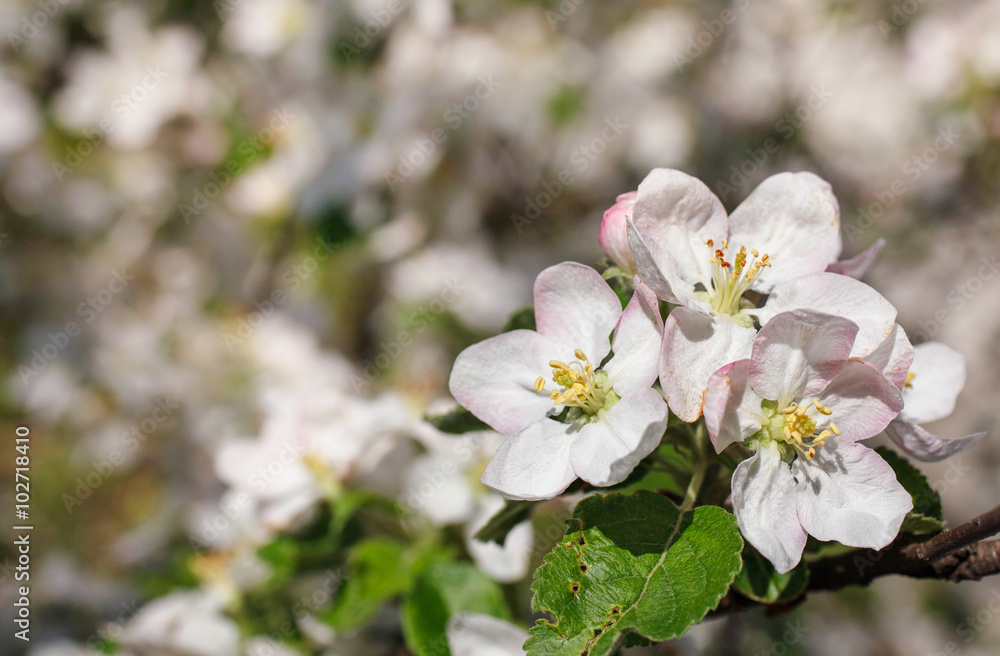 white flowers blooming on branch white flowers blooming on branch