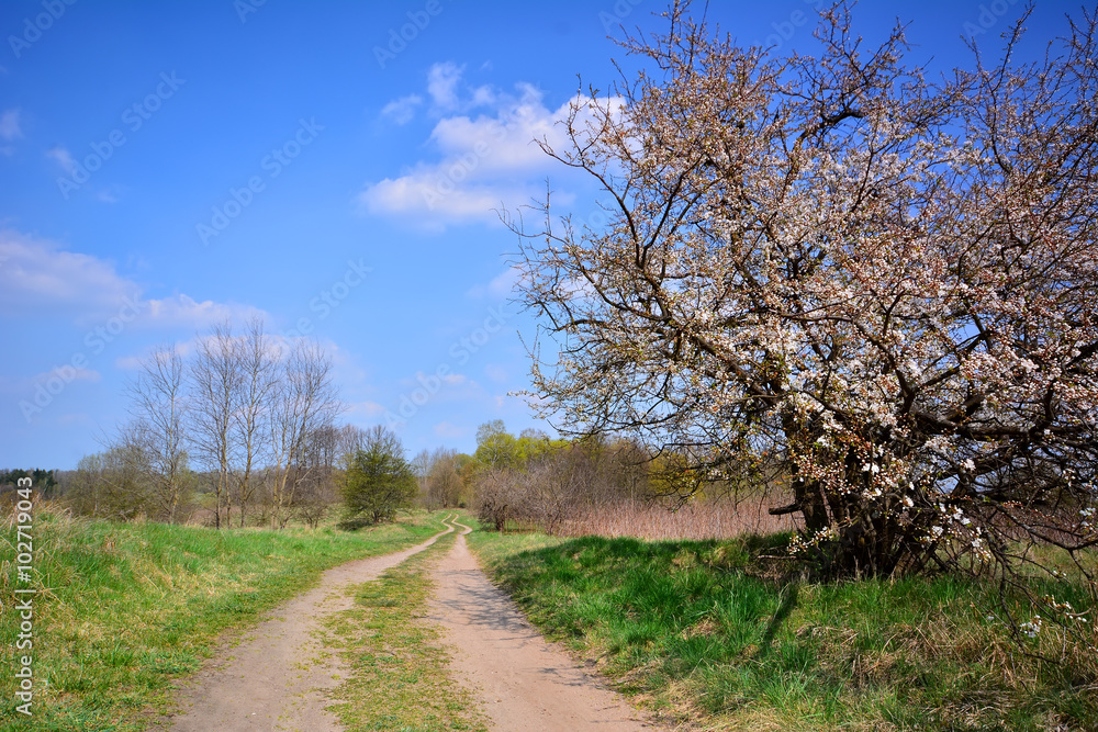 Spring landscape with dirt road