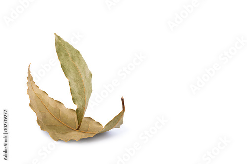 Sailing ship made from two laurel leaves on a white background