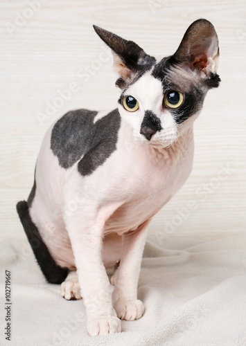 Sphynx black and white  Cat  on wooden background © serkucher