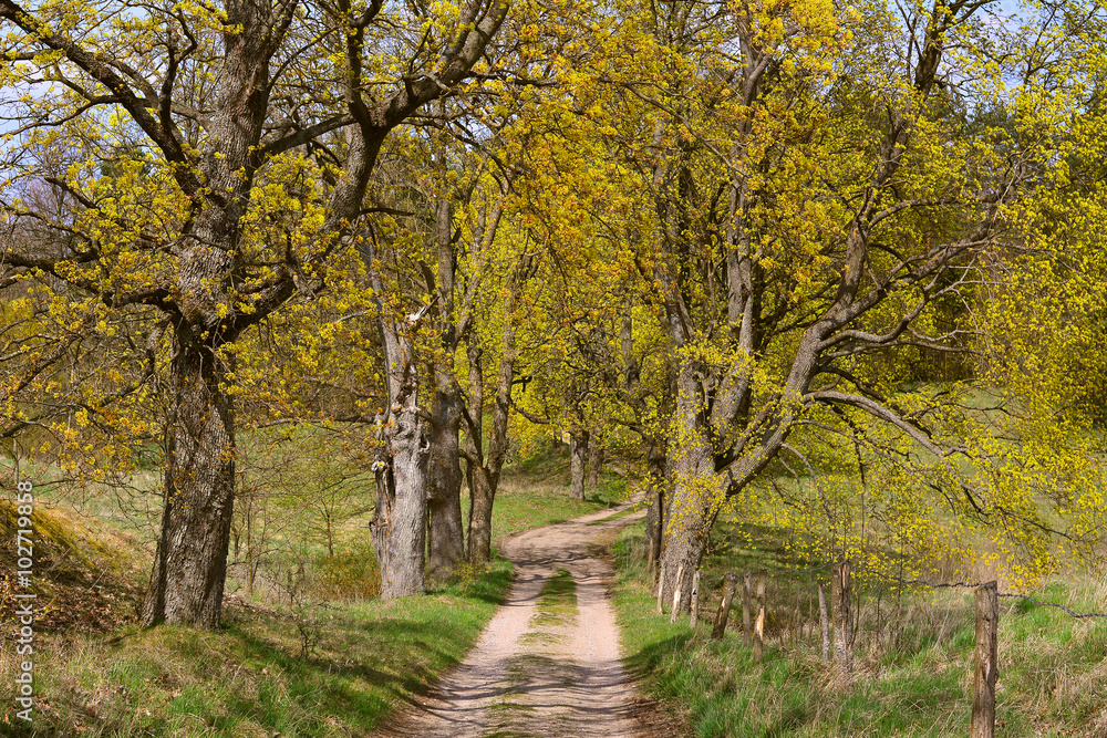 Spring landscape with dirt road in forest