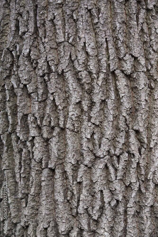 old oak bark old oak bark