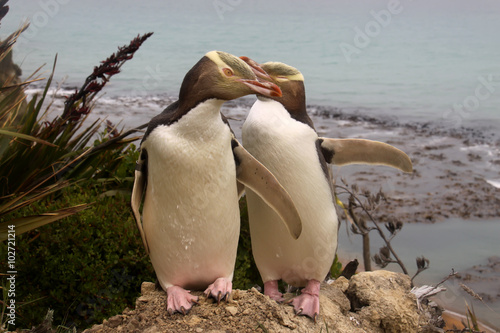 rarest Yellow-eyed Penguin, megadyptes antipodes, New Zealand, South Island photo