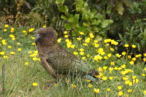 large mountain parrot Kea, Nestor notabilis,  New Zealand South Island photo