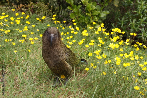 large mountain parrot Kea, Nestor notabilis,  New Zealand South Island photo