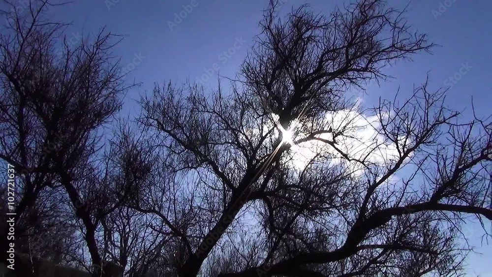 Trees against the sky Trees against the sky