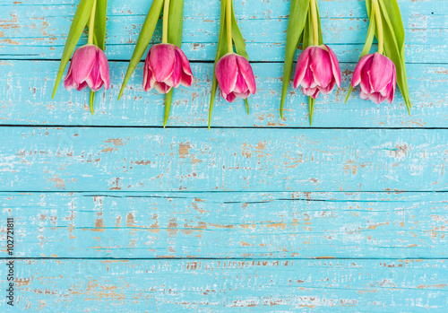 Fototapeta Naklejka Na Ścianę i Meble -  Rosa Tulpen auf Holz Türkis Blau