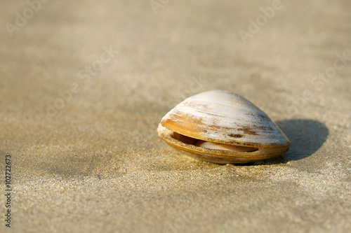 Isolated clam on sand