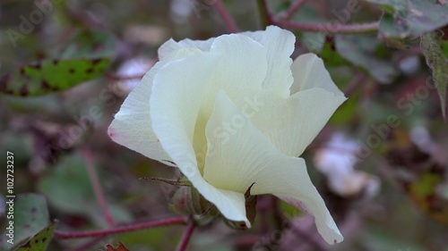 Flower of the Cotton plant (Gossypium hirsutum) photo