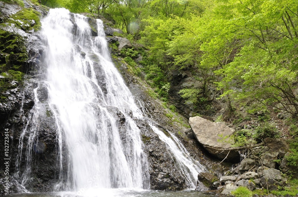 Fototapeta premium 丹沢山地 雷滝