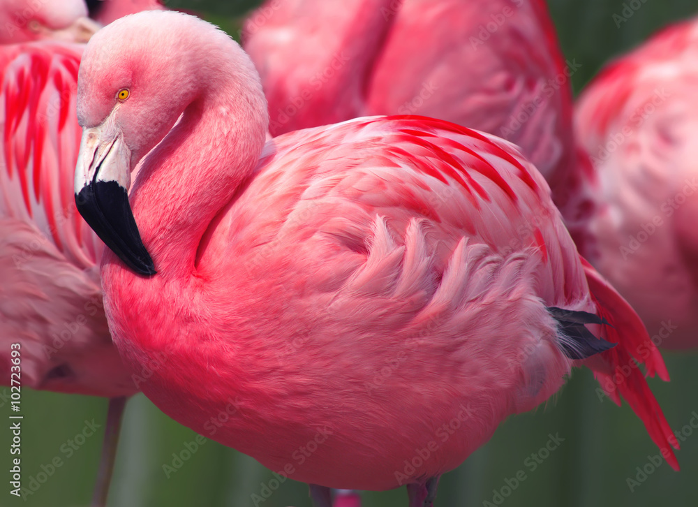 Naklejka premium Flamingi