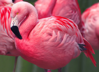 Poster Flamingo Flamingo's in ondiep tropisch water  © Jeff McGraw