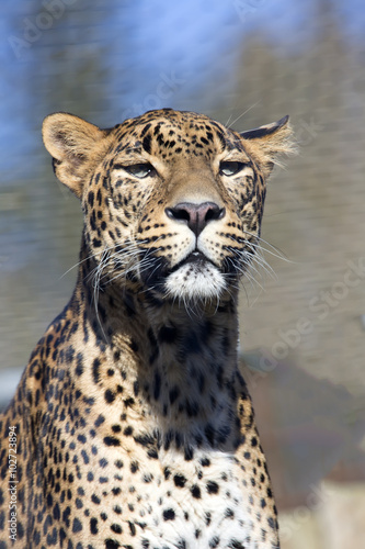 portrait of a male Sri Lanka Leopard  Panthera pardus kotiya