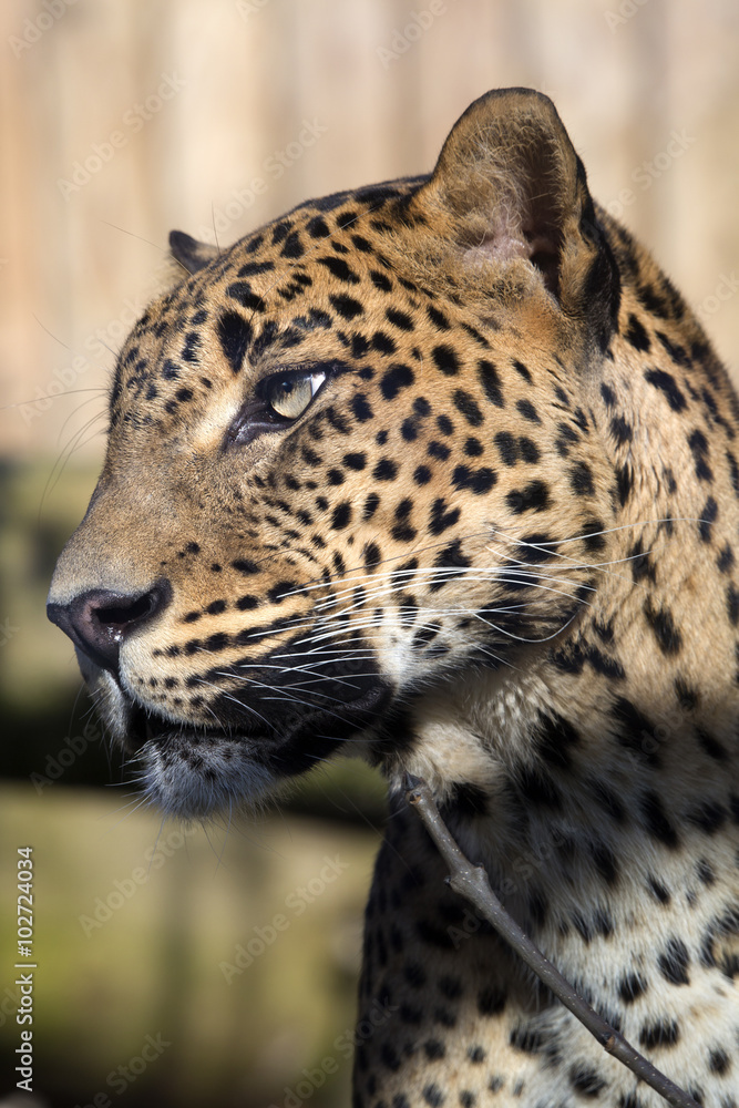 portrait of a male Sri Lanka Leopard, Panthera pardus kotiya portrait of a male Sri Lanka Leopard, Panthera pardus kotiya