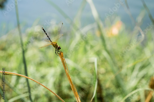 dragonfly on the top of grass water background © tuntep