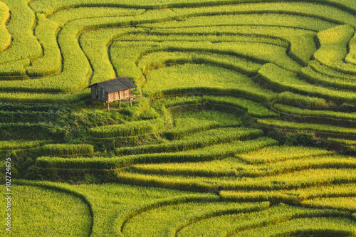 Terrace rice field asia photo