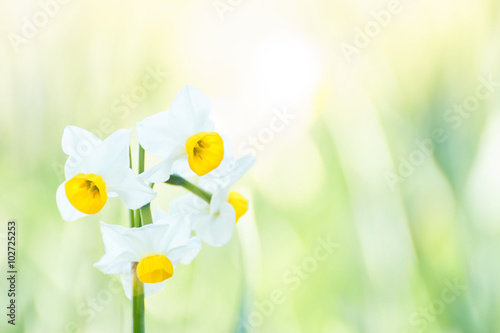 Fototapeta Naklejka Na Ścianę i Meble -  ニホンスイセン