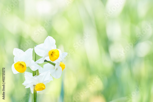 Fototapeta Naklejka Na Ścianę i Meble -  ニホンスイセン