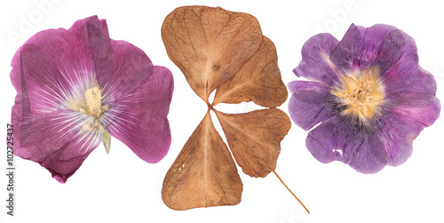 Set of wild dry pressed flowers and leaves