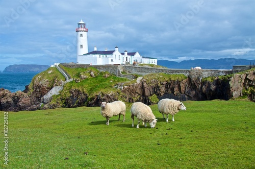 Schafe vor dem Leuchtturm