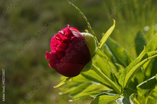 Eine Pfingstrosenblüte, Edelpfingstrose, Duftpfingstrose, aufgehende Knospe in der Farbe lila photo