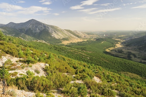Foto Pinar de repoblacion en el norte de palencia, Velilla del Río Carrión