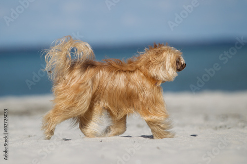 Photos Chinese Crested dog outdoors in nature