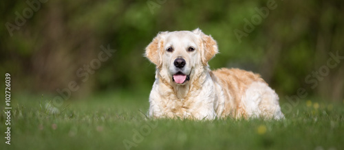 Golden Retriever dog outdoors in nature photo