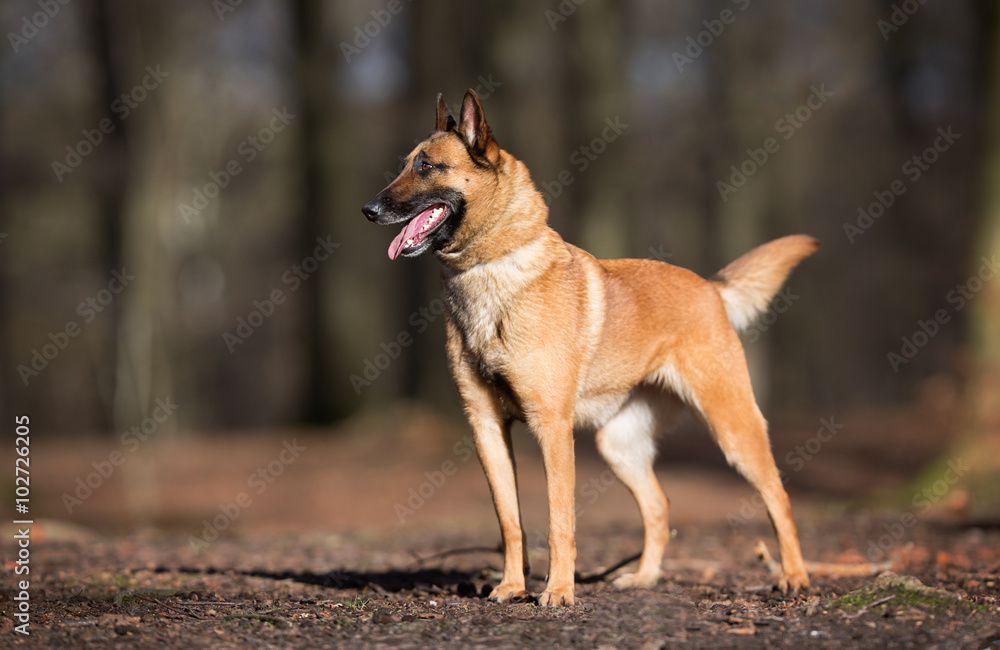 Purebred Belgian Malinois Dog Purebred Belgian Malinois Dog