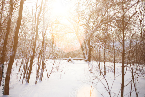 The snow in the woods. © zhukovvvlad