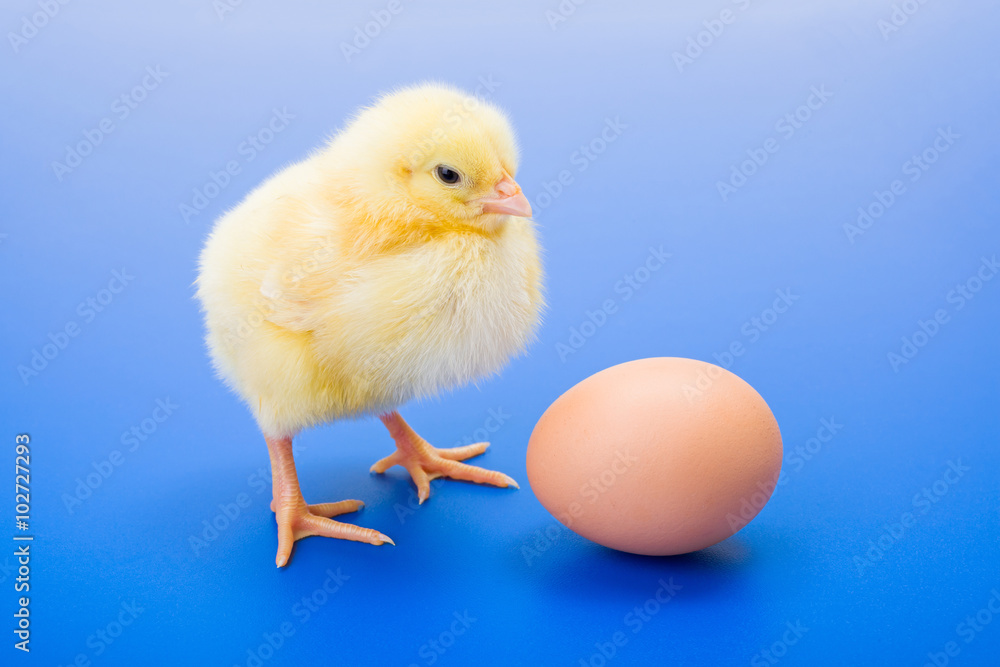 Little newborn yellow chicken with egg on blue background Little newborn yellow chicken with egg on blue background