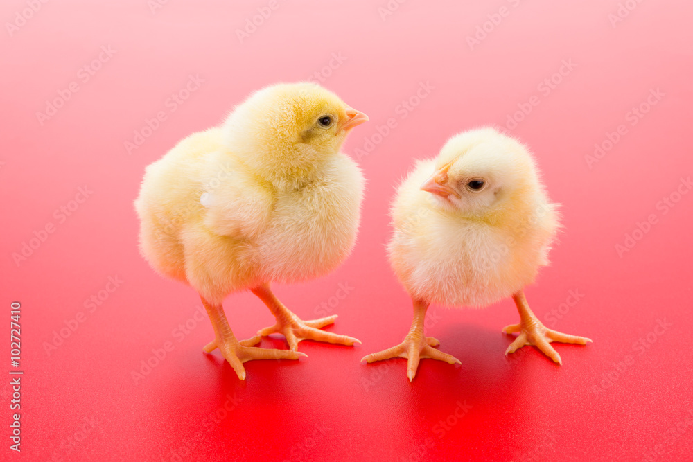 Pair of newborn yellow chickens on red background