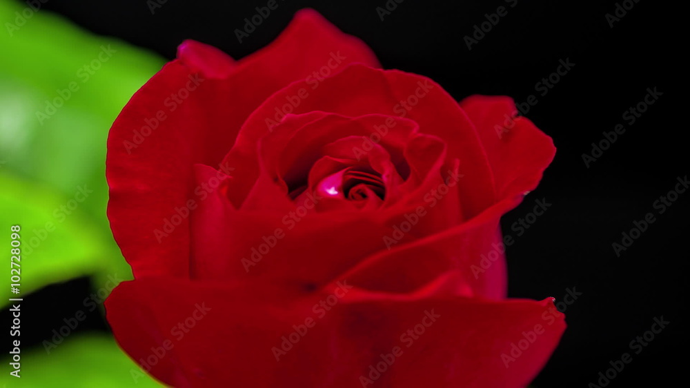 Rose Opening Timelapse / Timelapse video of a rose blooming on a black background Rose Opening Timelapse / Timelapse video of a rose blooming on a black background