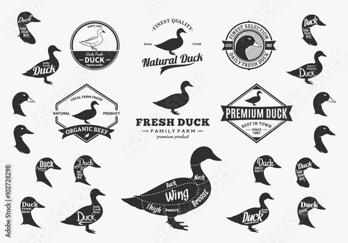 Vector Duck Logo, Icons, Charts and Design Elements