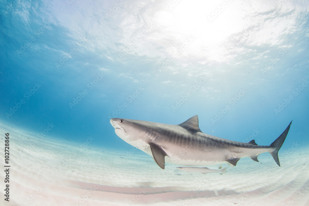 Fototapeta premium Tiger shark