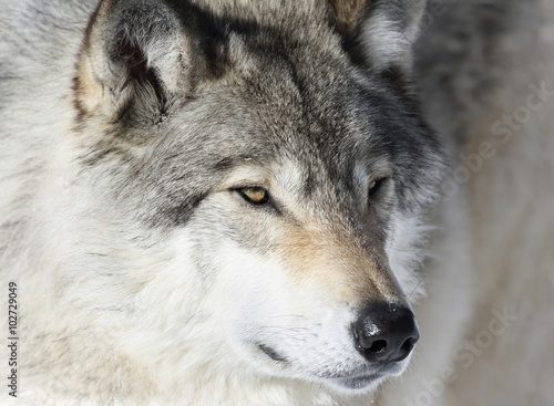 portrait d un loup © karlumbriaco