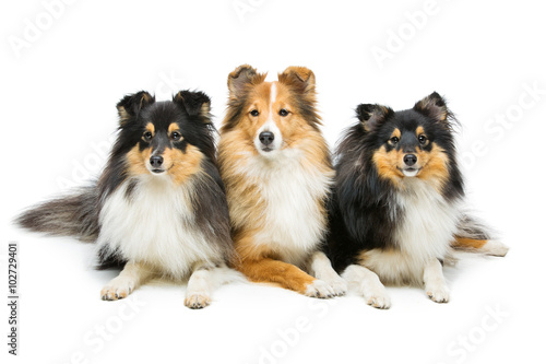Three sheltie dogs