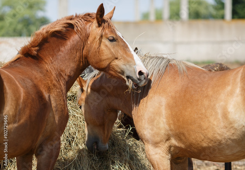 Horses eat hay. Two light brown horse eating straw. Selective focus. © Veresovich