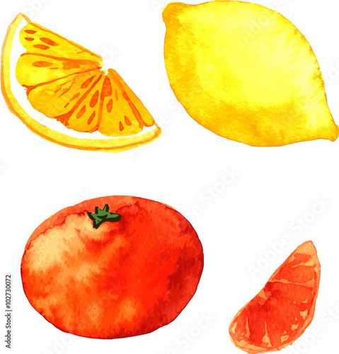 Fototapeta Naklejka Na Ścianę i Meble -  watercolor citrus fruits