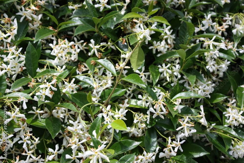 fragrant jasmine flowers in summer fragrant jasmine flowers in summer