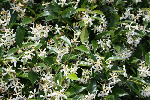 fragrant jasmine flowers in summer