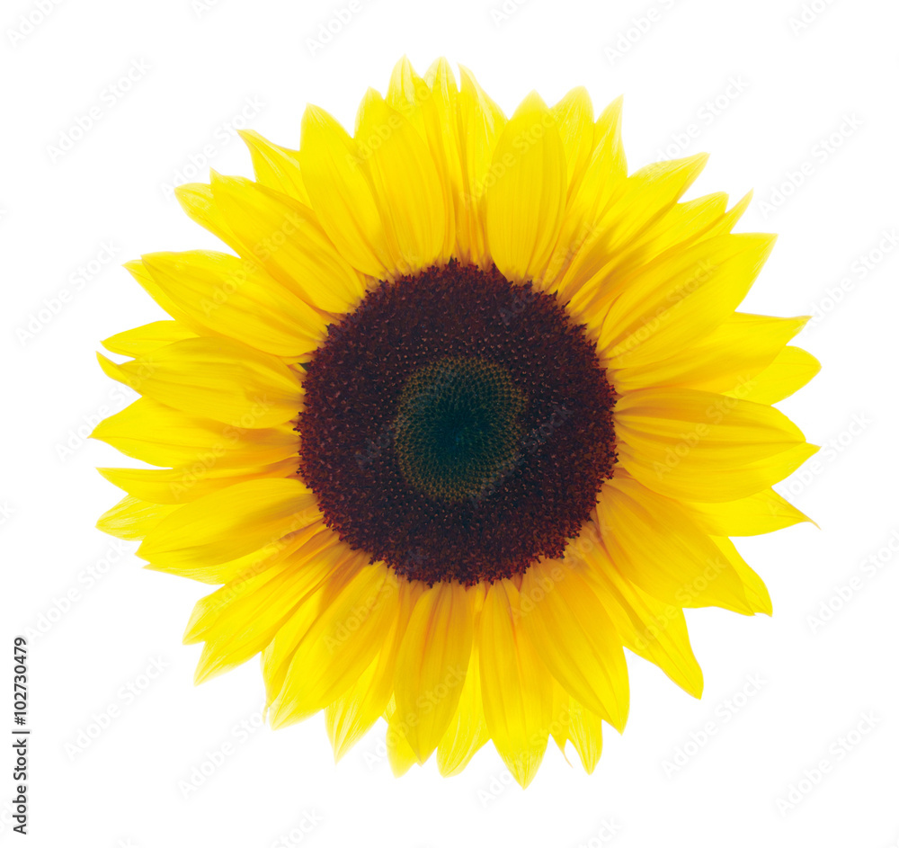 Fototapeta premium Sonnenblume vor weißem Hintergrund