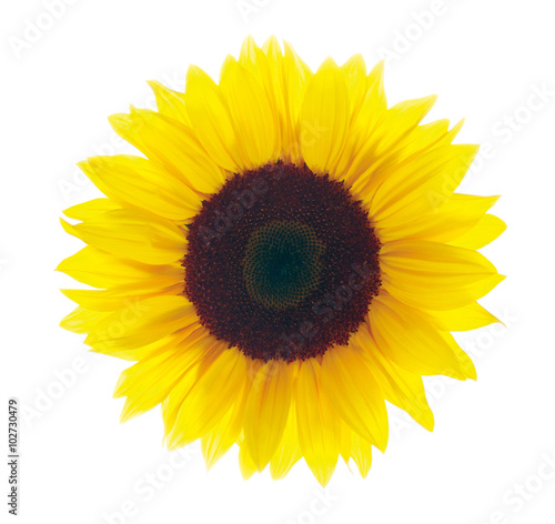 Fototapeta Naklejka Na Ścianę i Meble -  Sonnenblume vor weißem Hintergrund